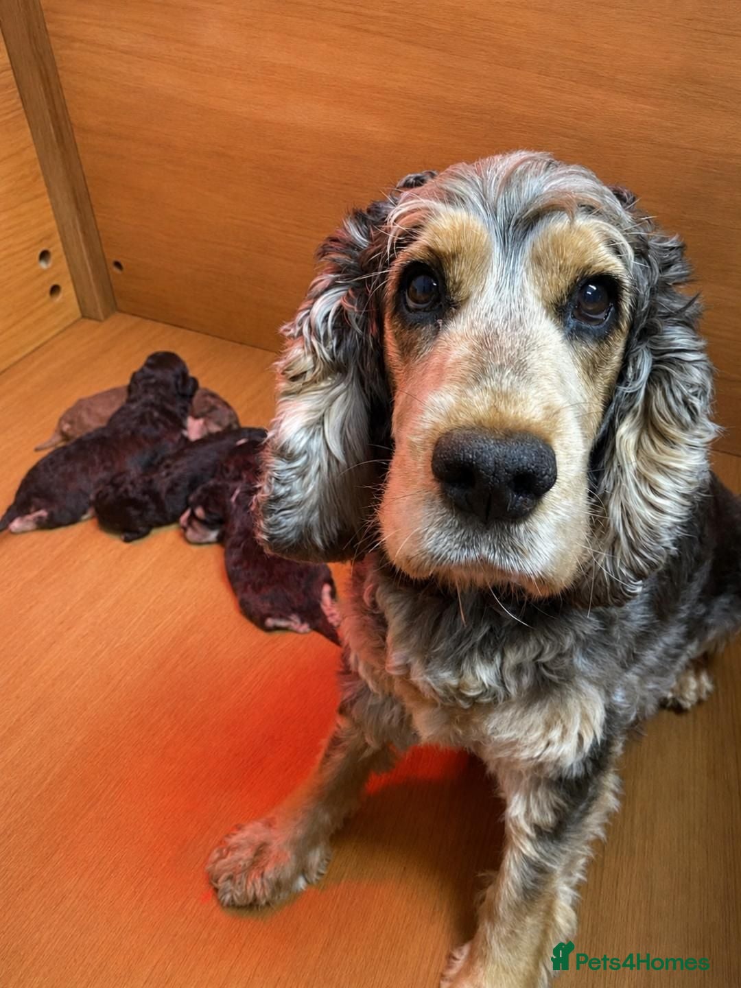 Cockapoo dogs F1 Generation Cockapoo puppies for sale  - Advert 4