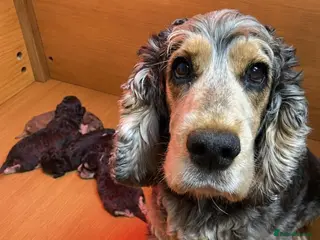 Cockapoo dogs F1 Generation Cockapoo puppies for sale - Advert 10