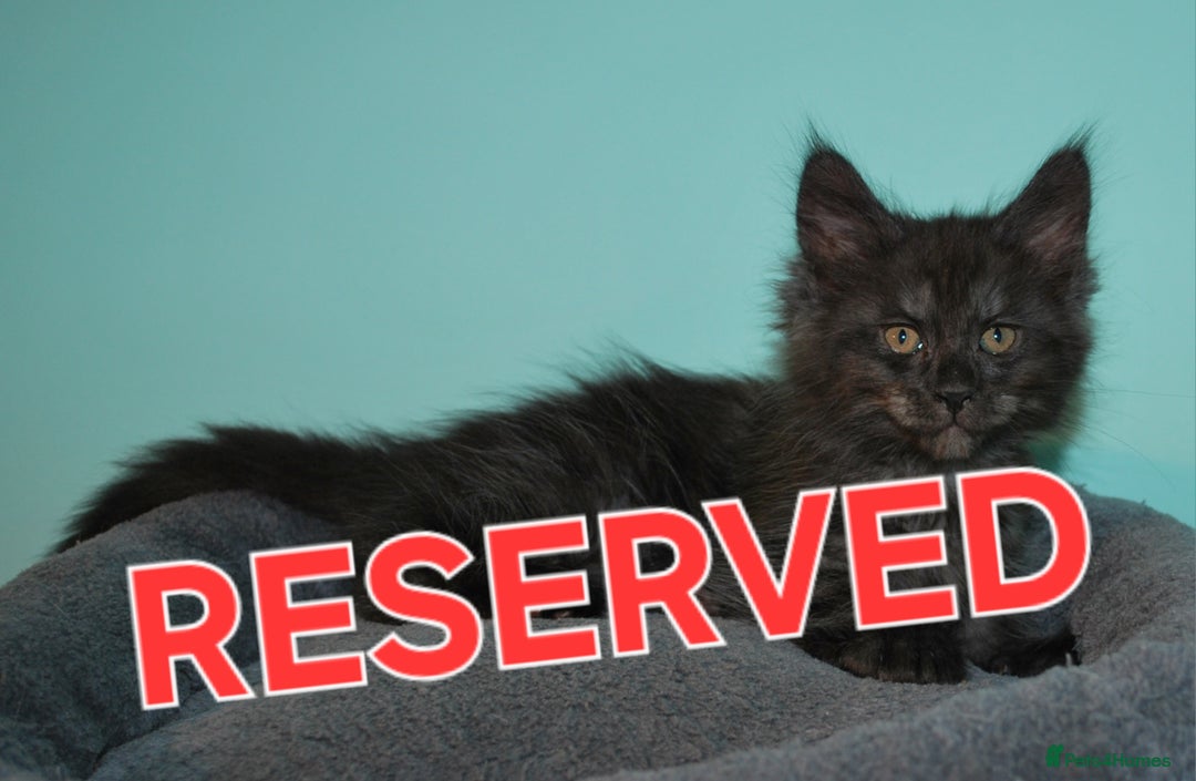 Maine Coon cats for sale: XXL Maine Coon kittens - Image 15