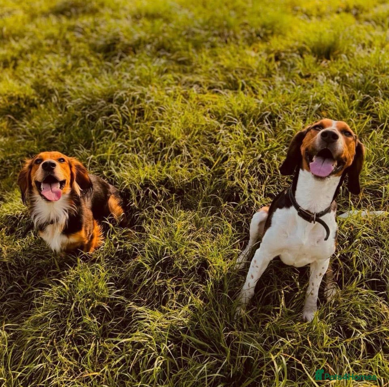 Mixed Breed dogs Beagle x Springer & Cockerspaniel - Advert 1