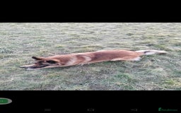 German Shepherd dogs for sale: Fabulous chunky German shepherd puppies - Image 9