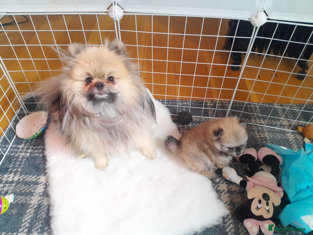 Pomeranian dogs for sale: Pomeranian Male Puppy  - Image 4