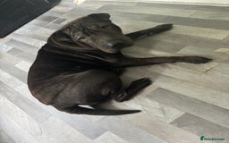 Shar Pei dogs for sale: Blue & White Shar pei  - Image 3