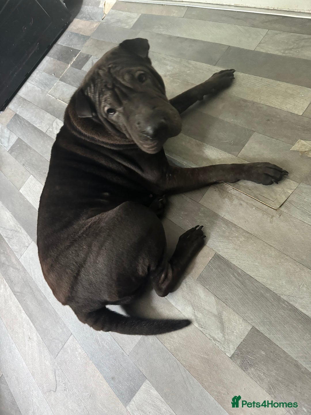 Shar Pei dogs for sale: Blue & White Shar pei  - Image 3