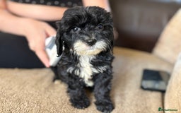 Mixed Breed dogs for sale: 8 hybrid puppies ready the (3rd of October) - Image 33