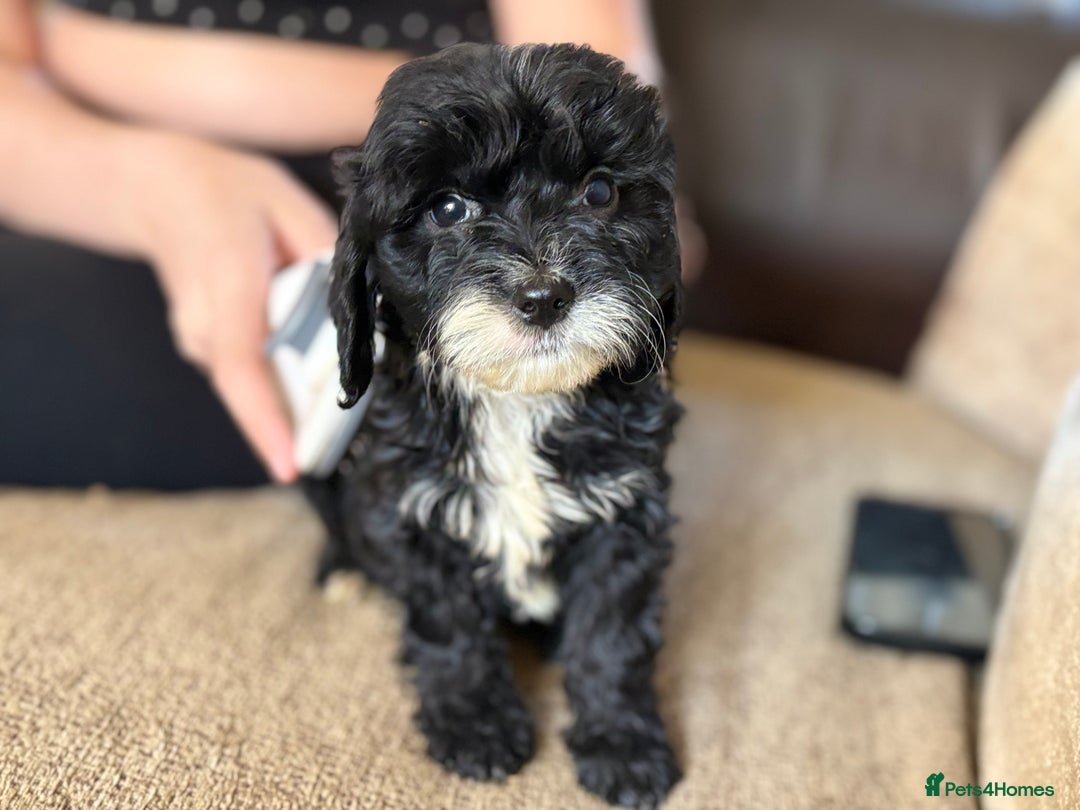 Mixed Breed dogs for sale: 8 hybrid puppies ready the (3rd of October) - Image 33