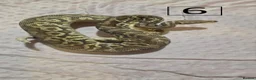 Python Snake reptiles for sale: rehoming/ breeding snakes - Advert 5