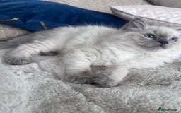 Ragdoll cats for sale: Ragdoll Bluepoint kittens  - Image 6