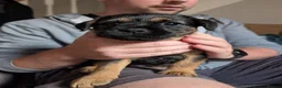 Border Terrier dogs for sale: Border Terrier Puppies For Sale - Advert 9