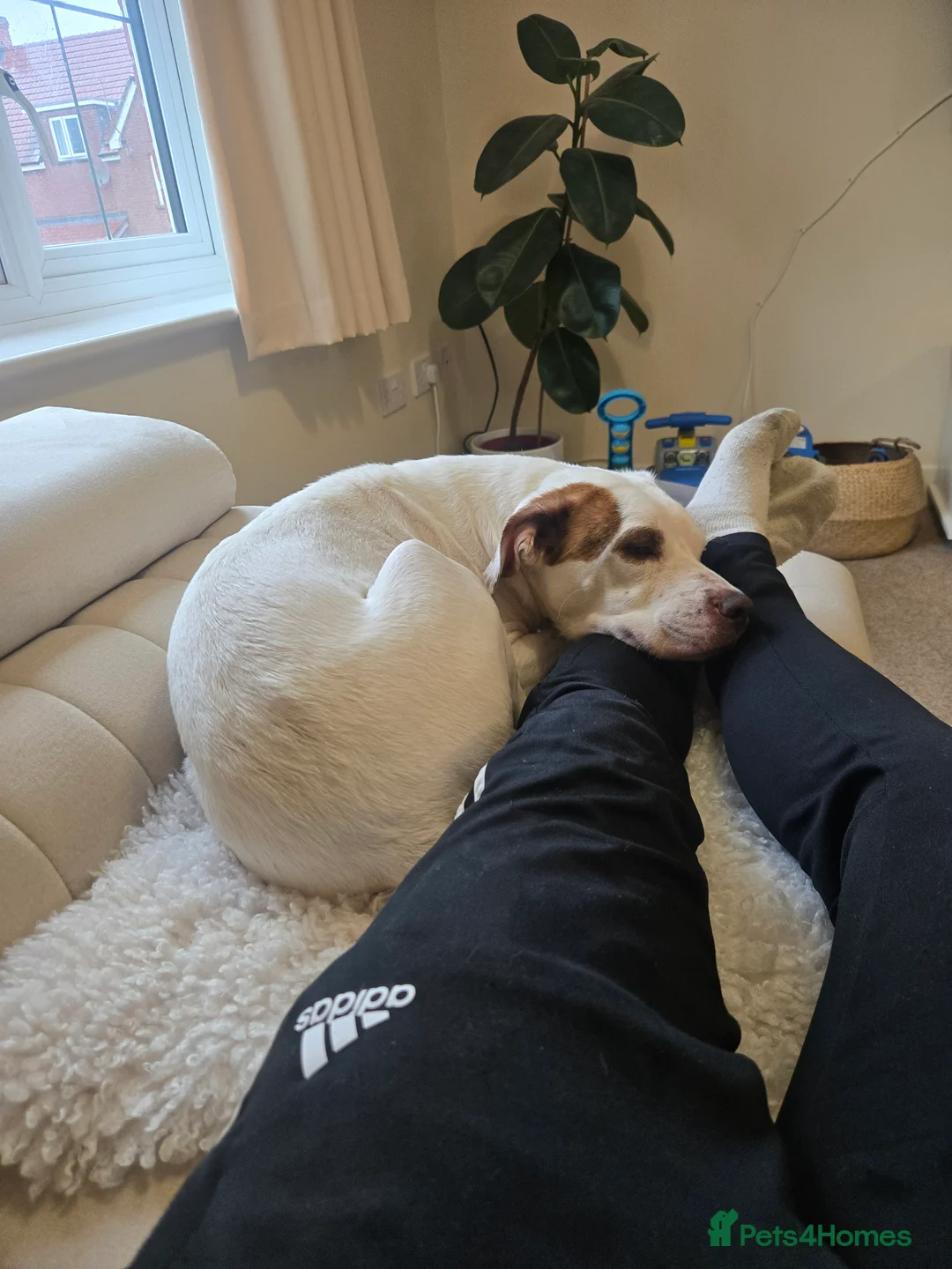 Mixed Breed dogs for sale: Staffy mixed breed - Advert 3