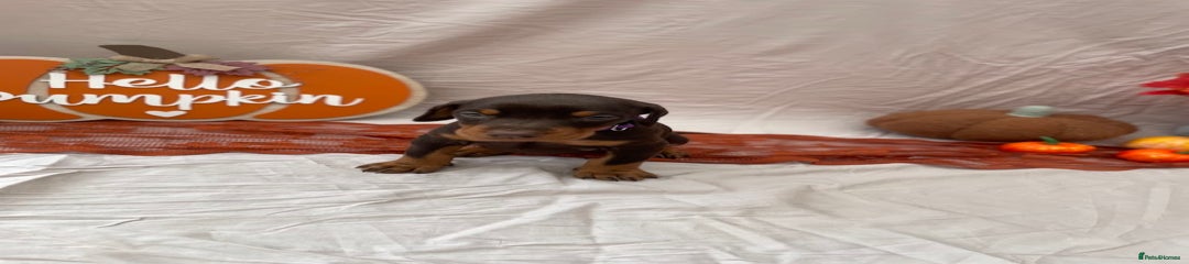 Dobermann Puppy 1- Purple collar