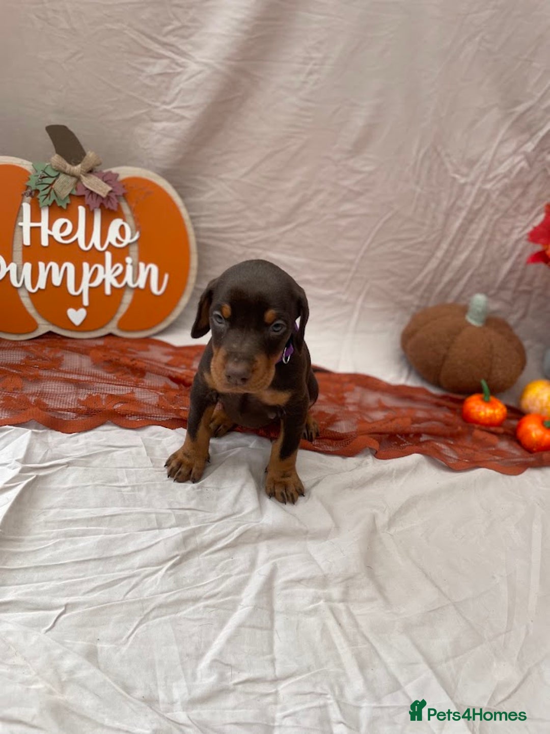 Dobermann dogs for sale: KC Reg European Doberman Pups Exceptional Line - Image 14