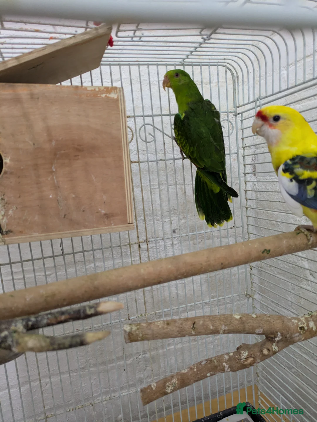 Parakeets birds for sale: Crimson winged parakeet red winged parrot - Advert 2