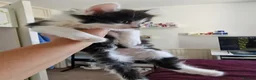 Mixed Breed cats for sale: 4 gorgeous kitten looking for their forever home - Advert 20