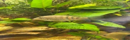 Cichlids fish for sale: Geophagus Brasiliensis, Surinamensis, Altifrons - Advert 10