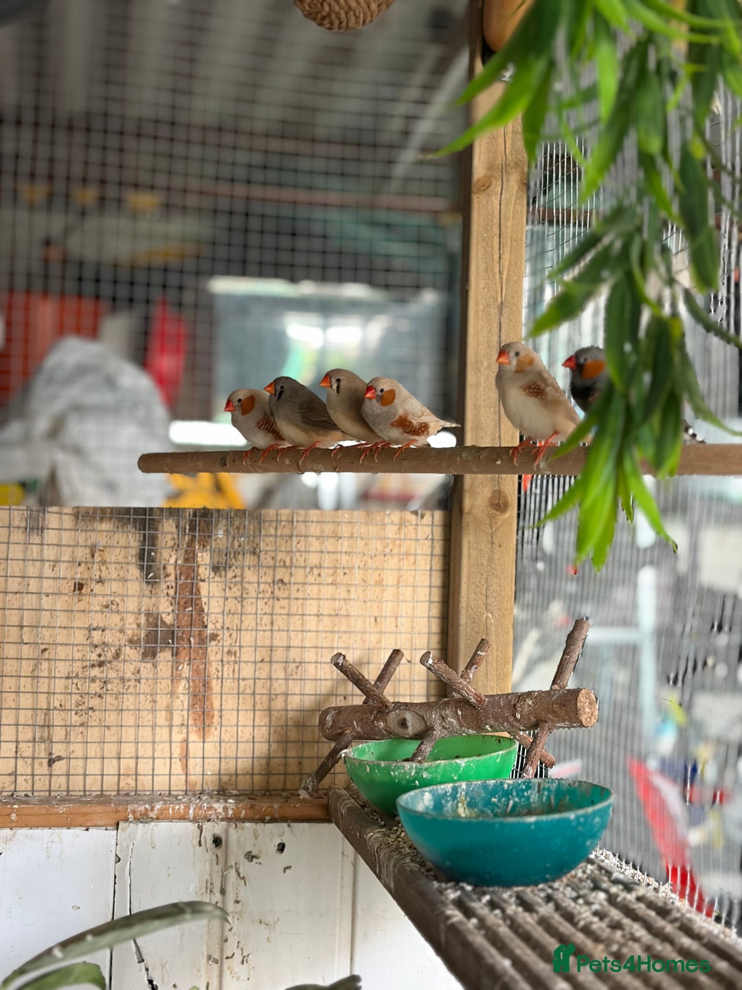 Finches birds for sale: Zebra and penguin finches  - Image 2