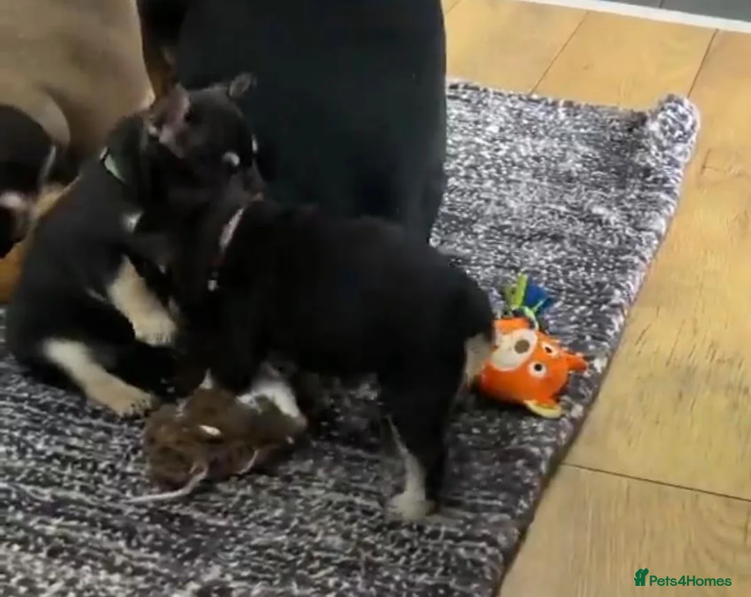 French Bulldog dogs for sale: Beautiful tiny wrinkles French Bulldogs for sale - Advert 8