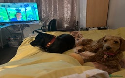Mixed Breed dogs for sale: Female lovable girl  - Image 4
