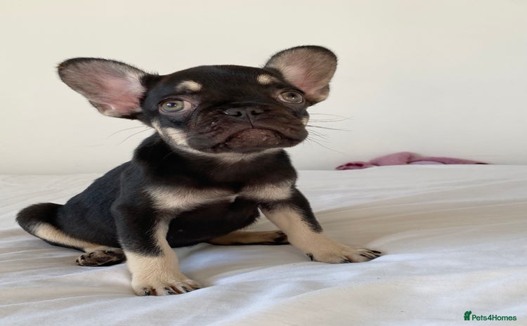 French Bulldog dogs - Advert 4