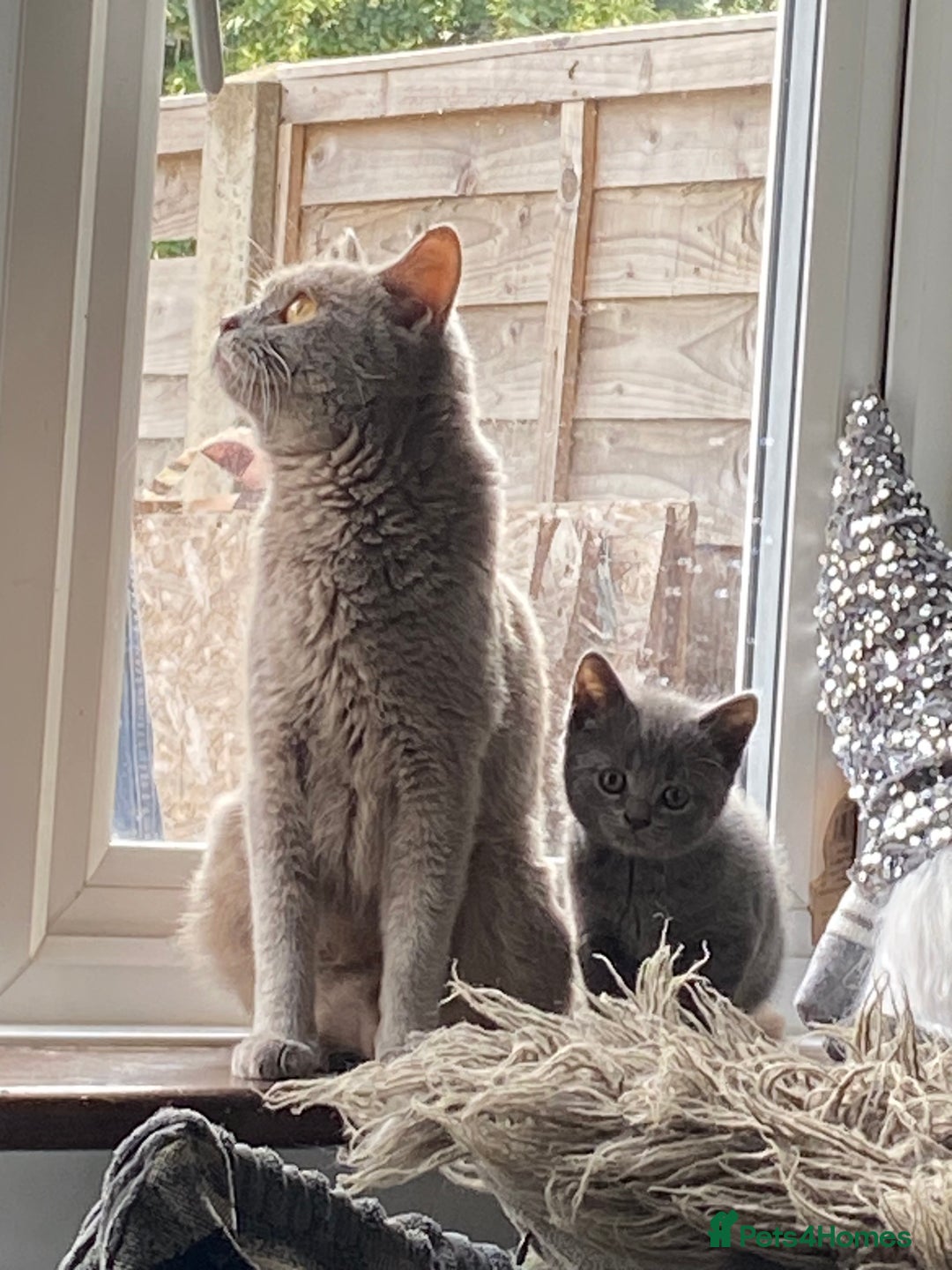 British Shorthair cats for sale: Beautiful litter of British blues  - Image 14