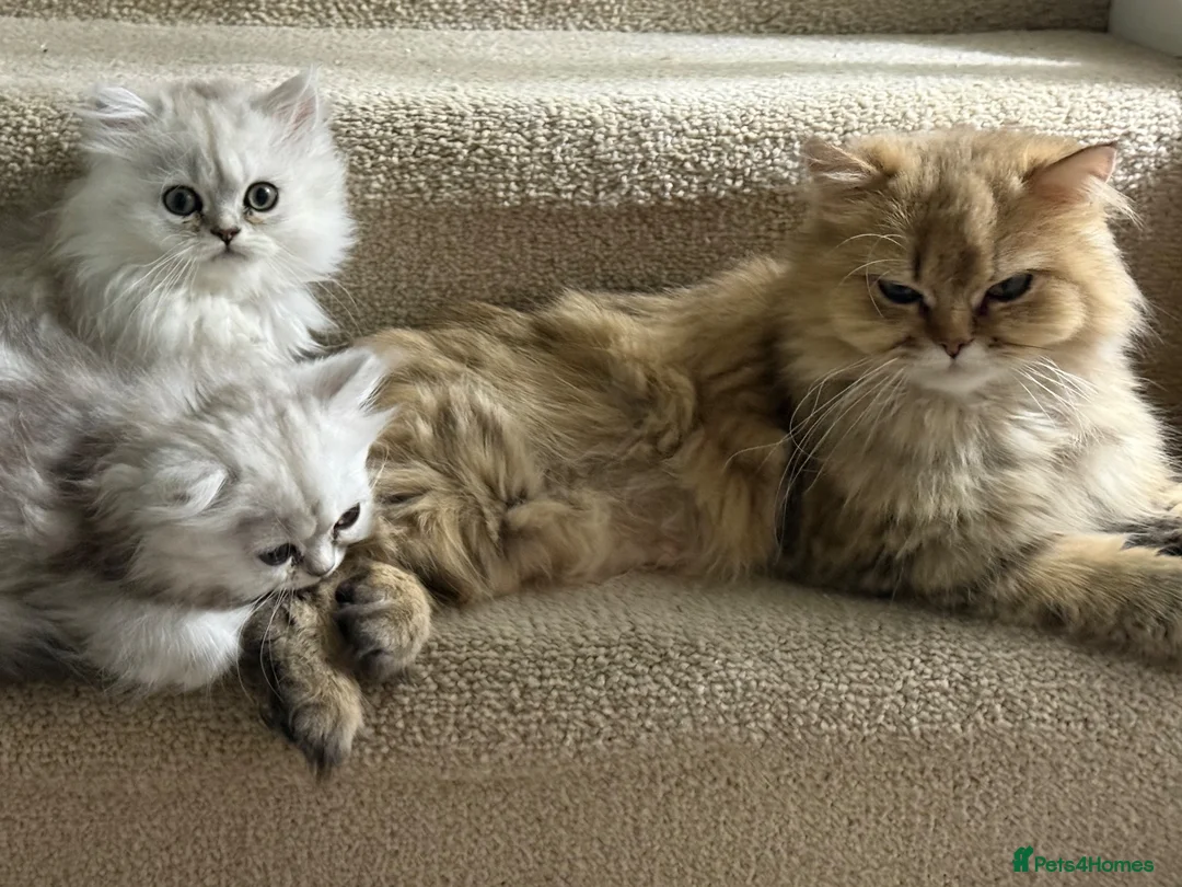 Persian cats for sale: Beautiful GCCF Silver Persian Brother and Sister - Advert 1