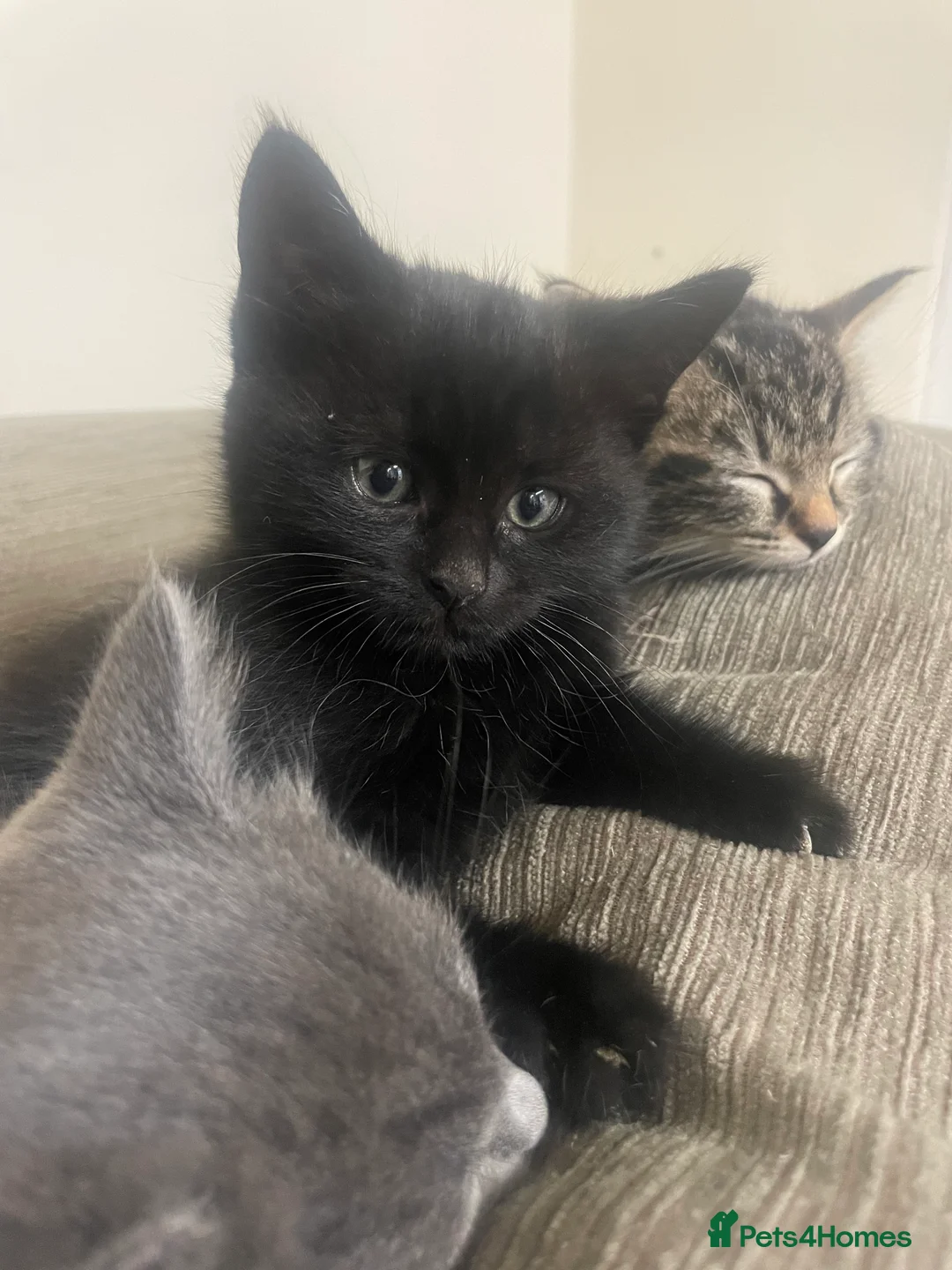 Mixed Breed cats for sale: 2 Tabby Kittens and 1 Black kitten for sale in Guildford - Advert 3