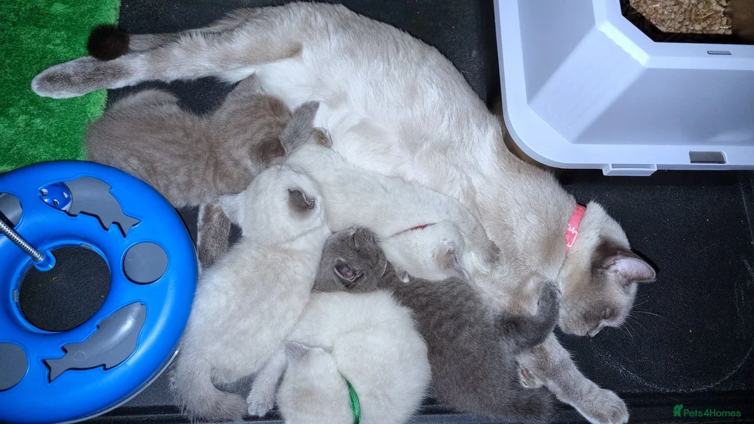 British Shorthair cats for sale: British Shorthair kittens  - Advert 11