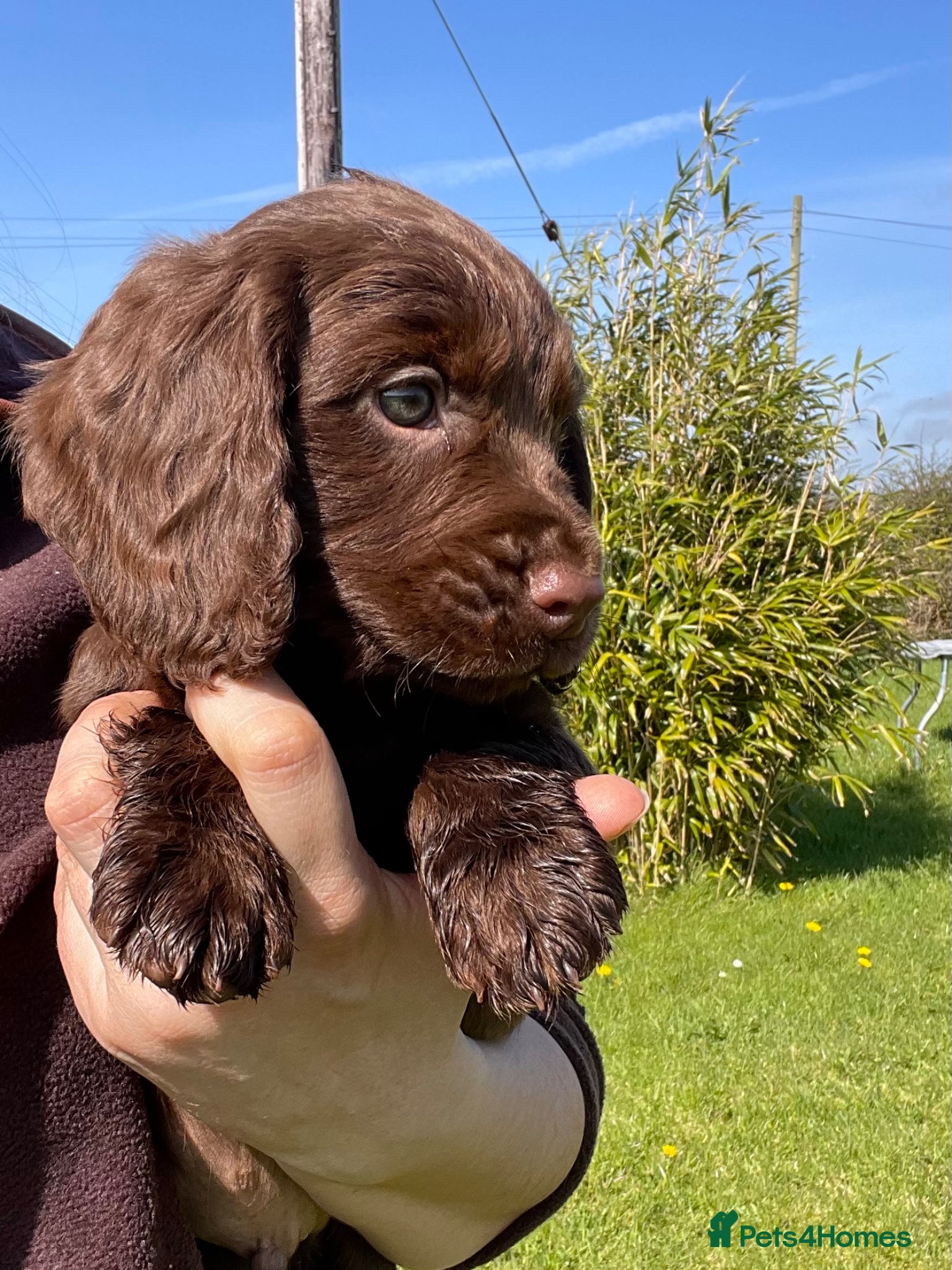 Cocker Spaniel dogs Legally docked. KC Reg. 4 Cocker spaniels.  - Advert 12