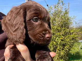 Cocker Spaniel dogs Legally docked. KC Reg. 4 Cocker spaniels. - Advert 12