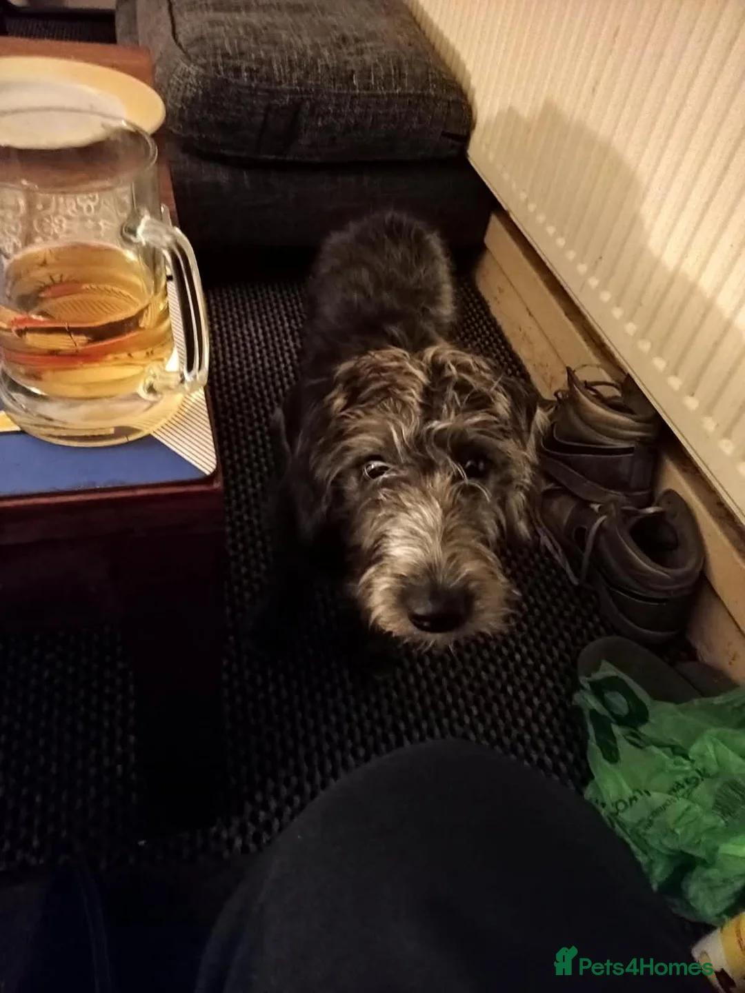 Mixed Breed dogs for sale: Bedlington cross whippet in Alfreton - Advert 1