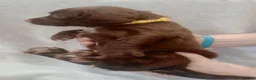 Sprocker dogs for sale: Sprocker puppies  - Advert 14