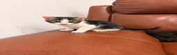 Mixed Breed cats for sale: Beautiful mixed tabby kittens  - Advert 7