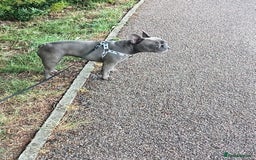 French Bulldog dogs for sale: Stunning Blue French Bulldog  - Image 3