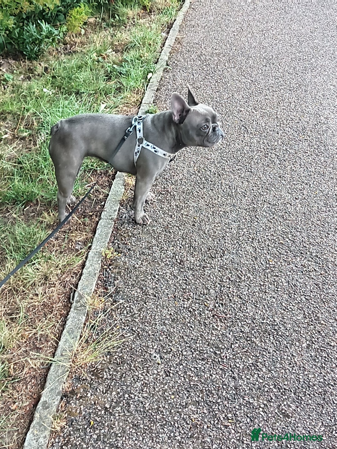 French Bulldog dogs for sale: Stunning Blue French Bulldog  - Image 3
