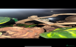 Frog reptiles for sale: Whites tree frogs x2  - Image 2