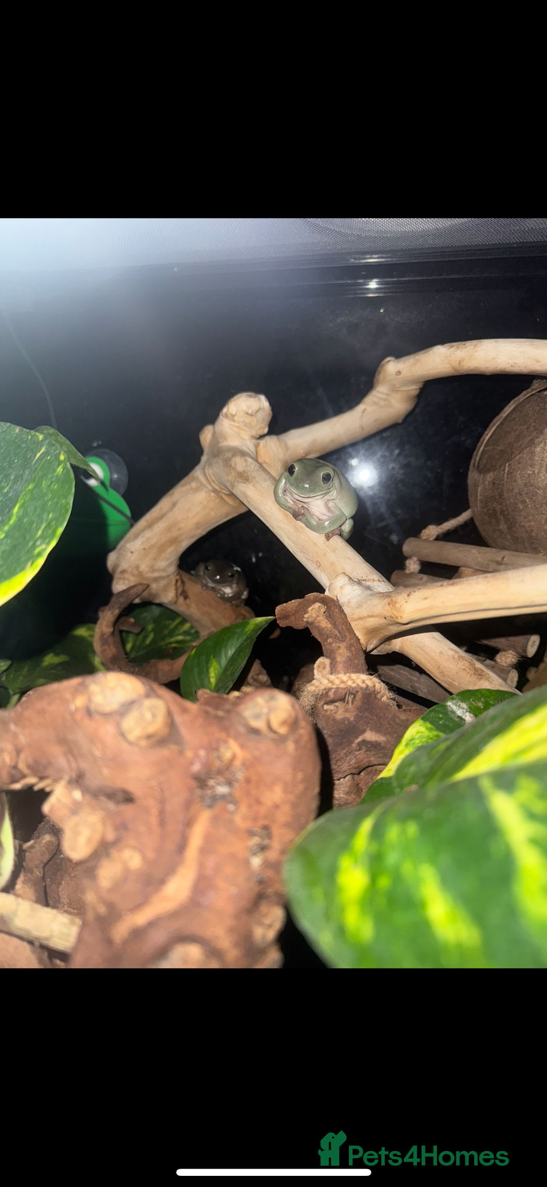 Frog reptiles for sale: Whites tree frogs x2  - Image 2