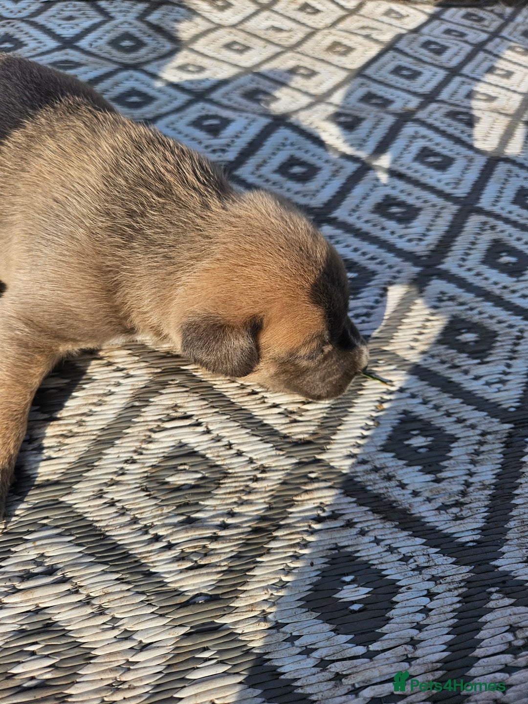 Mixed Breed dogs for sale: Belgian malinois/ border collie  - Image 16