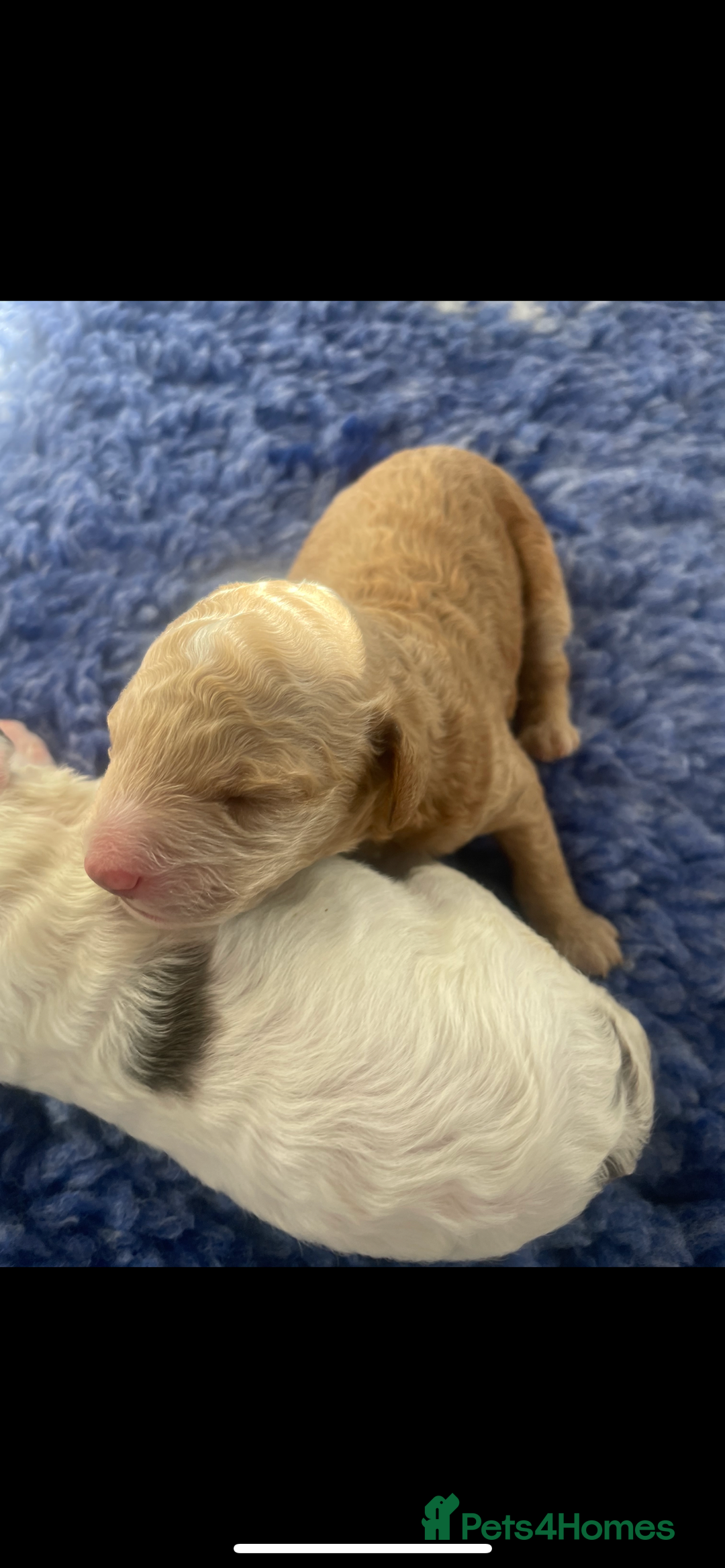 Cockapoo dogs for sale: F1b cockapoo puppies  - Image 10