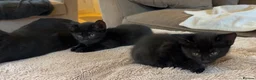 Mixed Breed cats for sale: 6 adorable black kittens for sale - Advert 3
