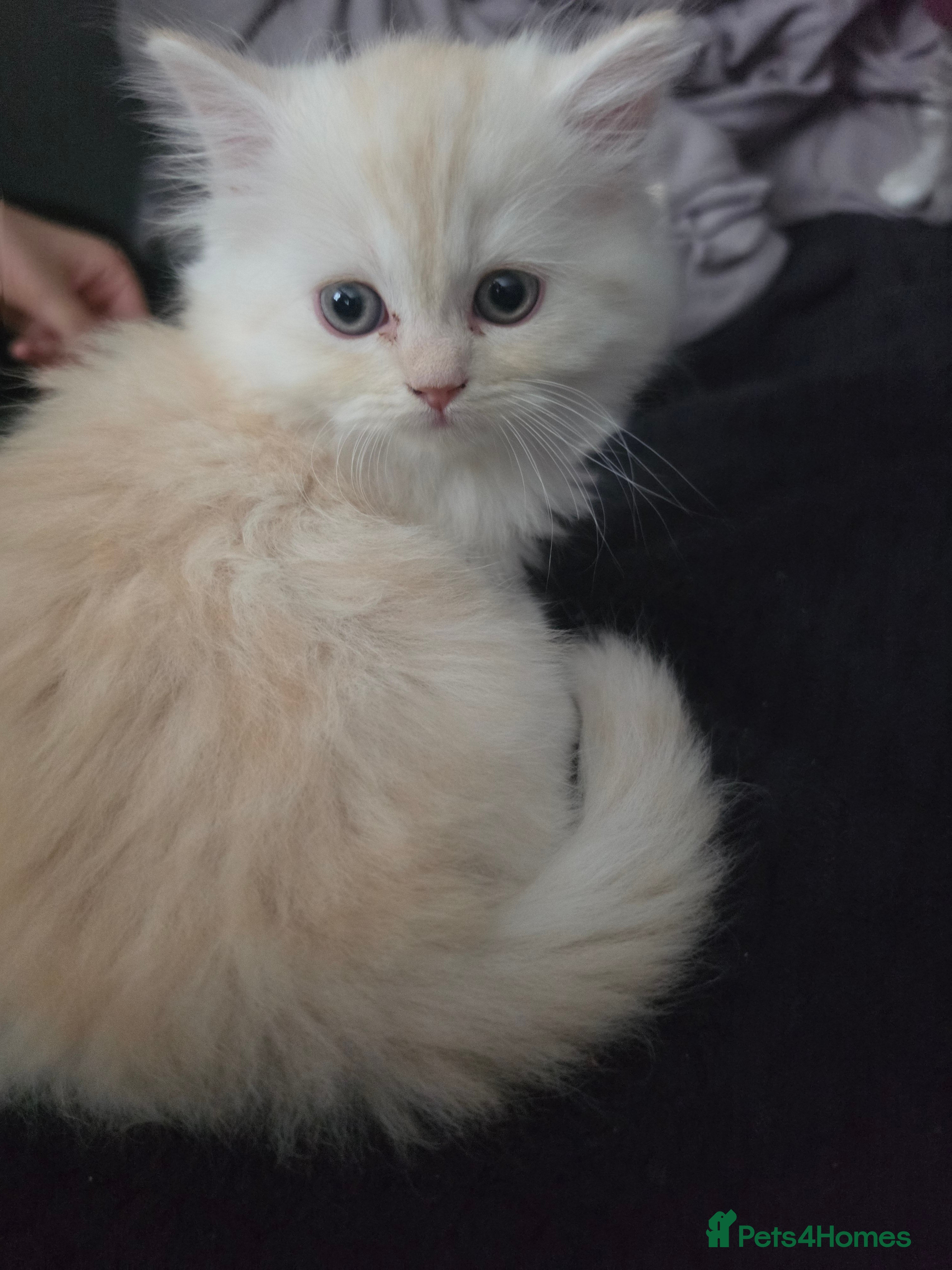 Persian cats 4 beautiful persain  kittens  for sale  - Advert 2