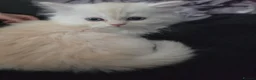 Persian cats for sale: Last persain  kittens 1 - Advert 17