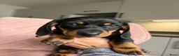 Miniature Dachshund dogs for sale: READY TO GO TODAY! KC registered Miniature - Advert 12