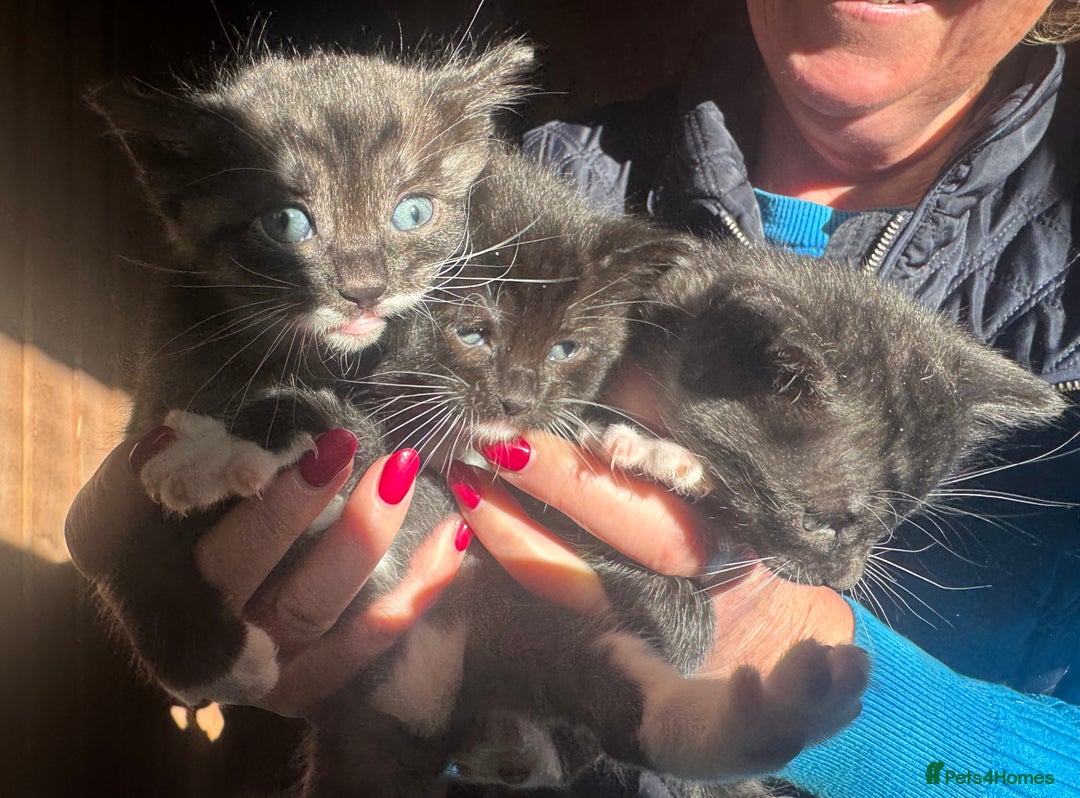 Savannah cats for sale: Beautiful 50% Savannah Kittens  - Advert 2