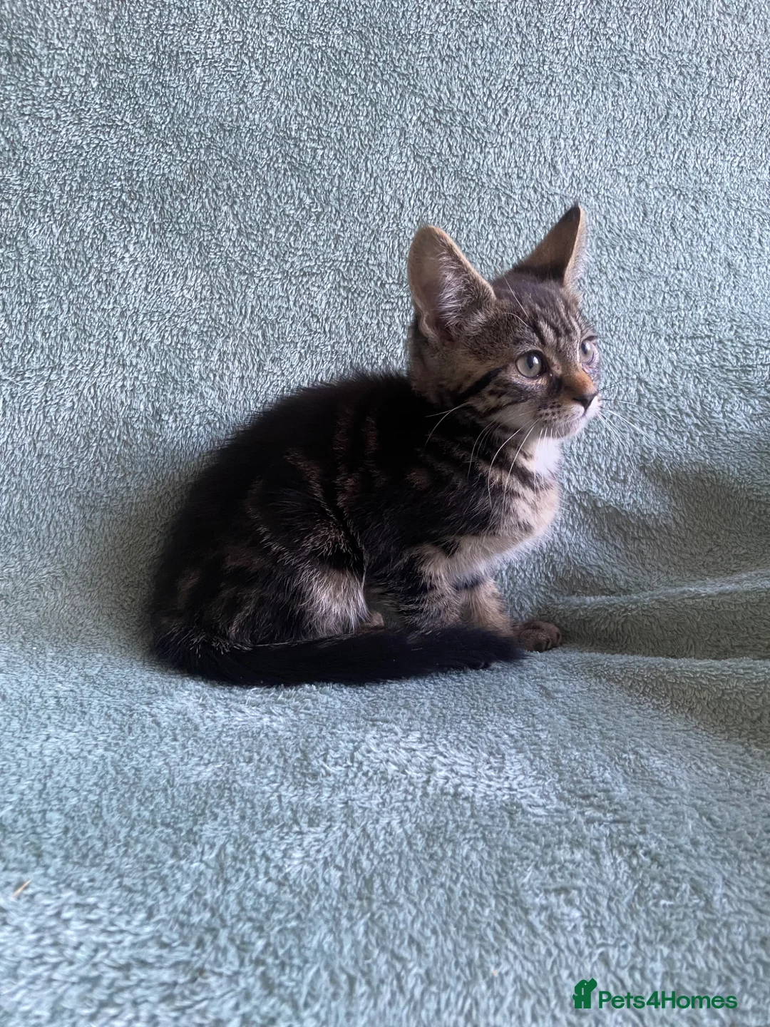 Mixed Breed cats for sale: BSH x boy kittens  - Advert 2