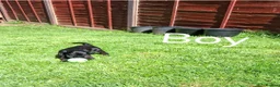 American Cocker Spaniel dogs for sale: American Cocker Spaniel puppies  - Advert 6