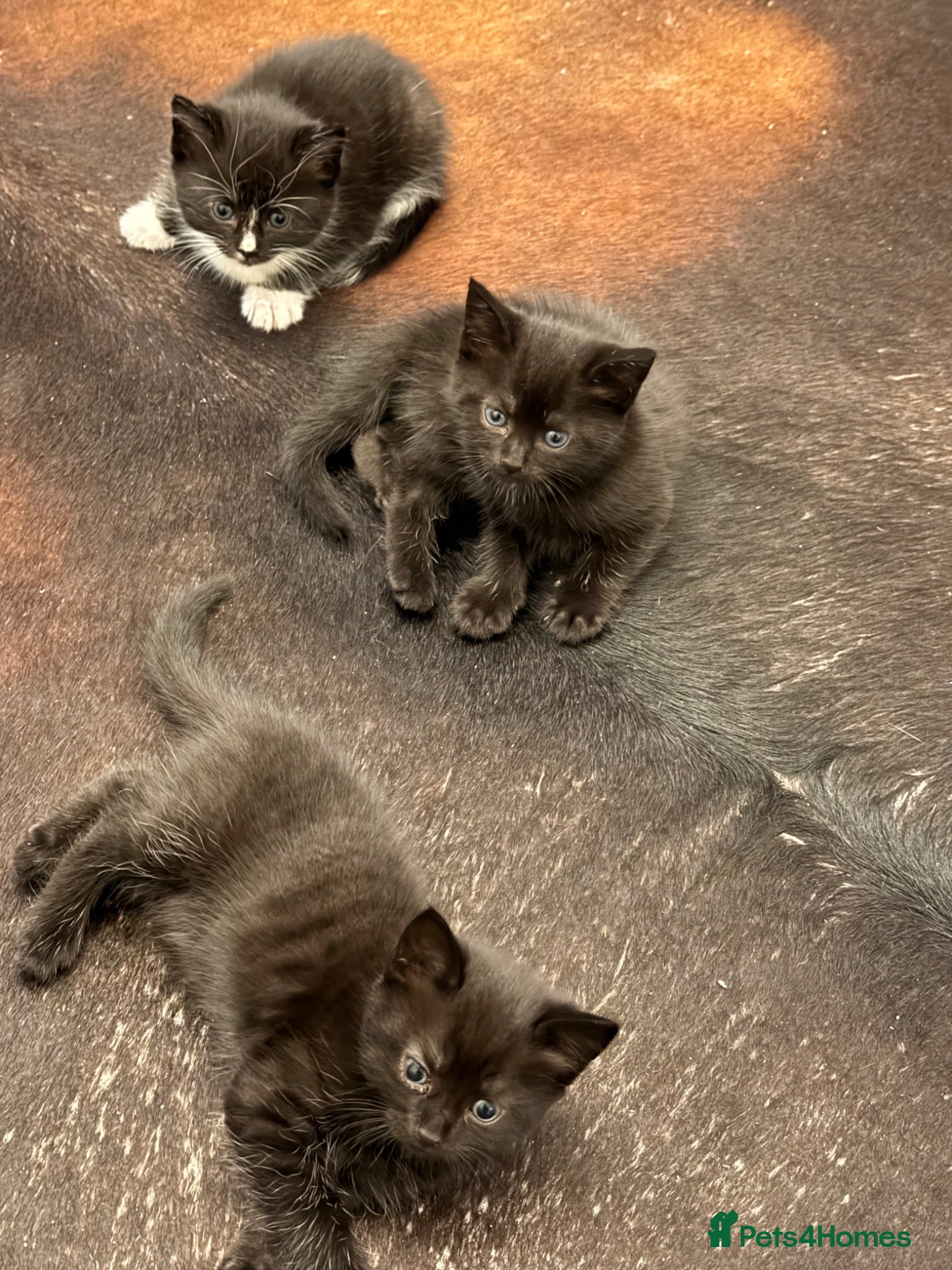 Mixed Breed cats Kitten for sale  - Advert 4