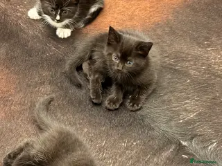 Mixed Breed cats Kitten for sale - Advert 2