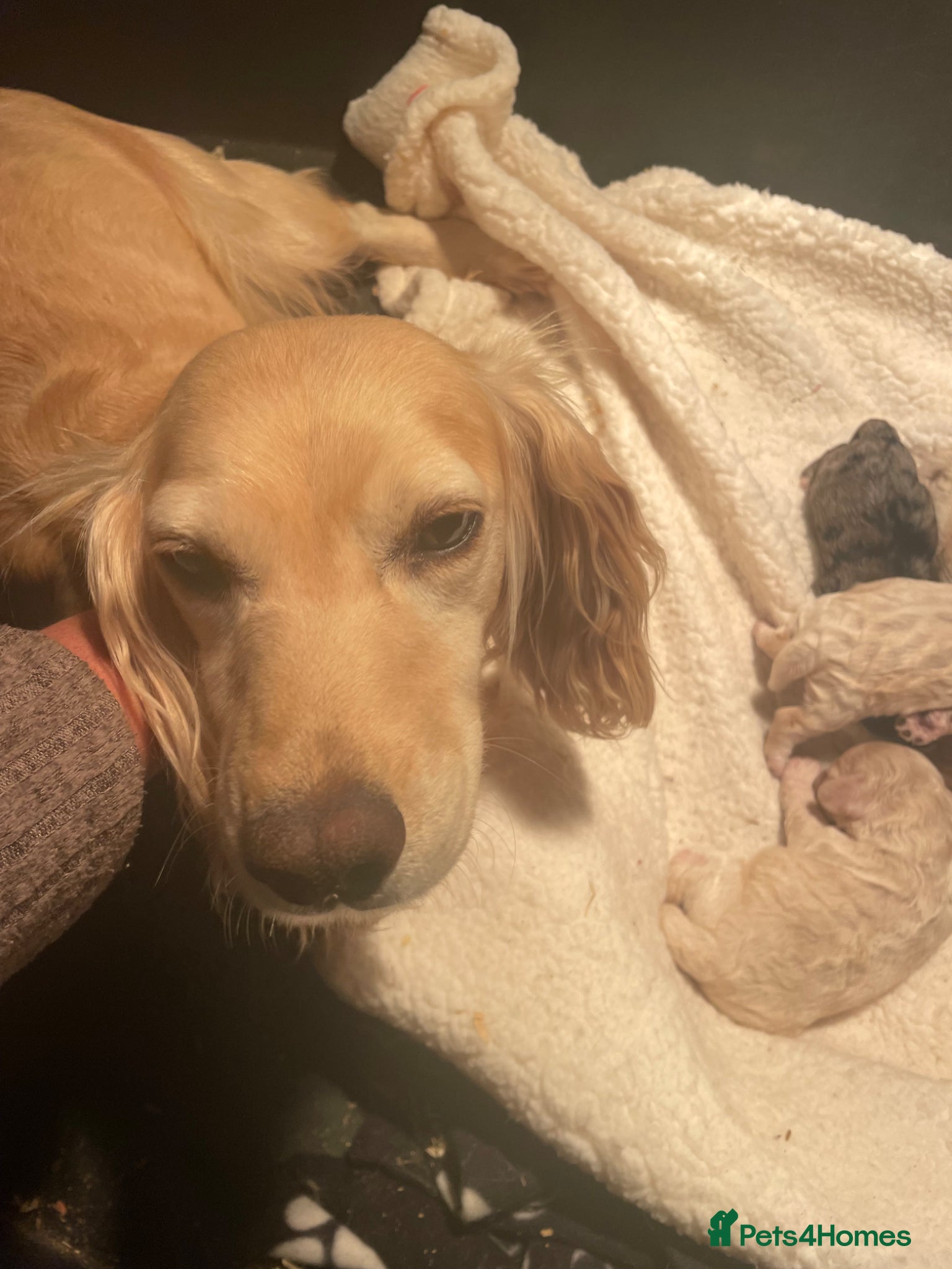 Cockapoo dogs Stunning 😍 Cockapoo F1 puppies for sale  - Advert 1