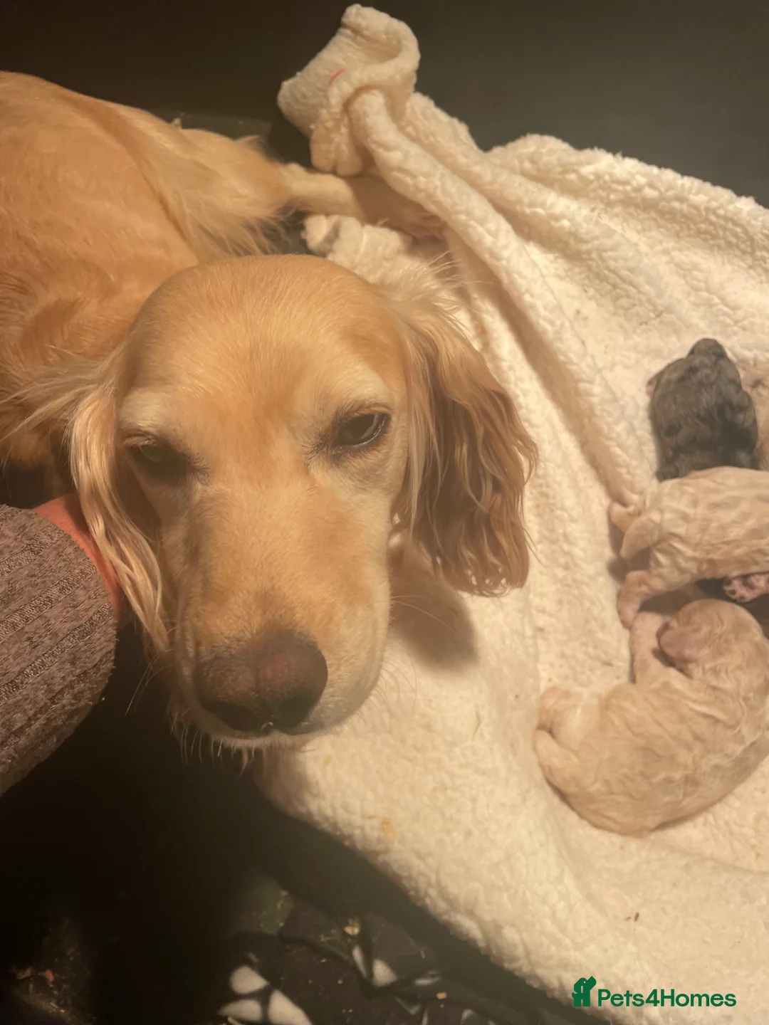 Cockapoo dogs for sale: Stunning 😍 Cockapoo F1 puppies for sale  - Advert 2