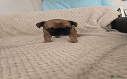 French Bulldog dogs for sale: French bulldog  - Image 3